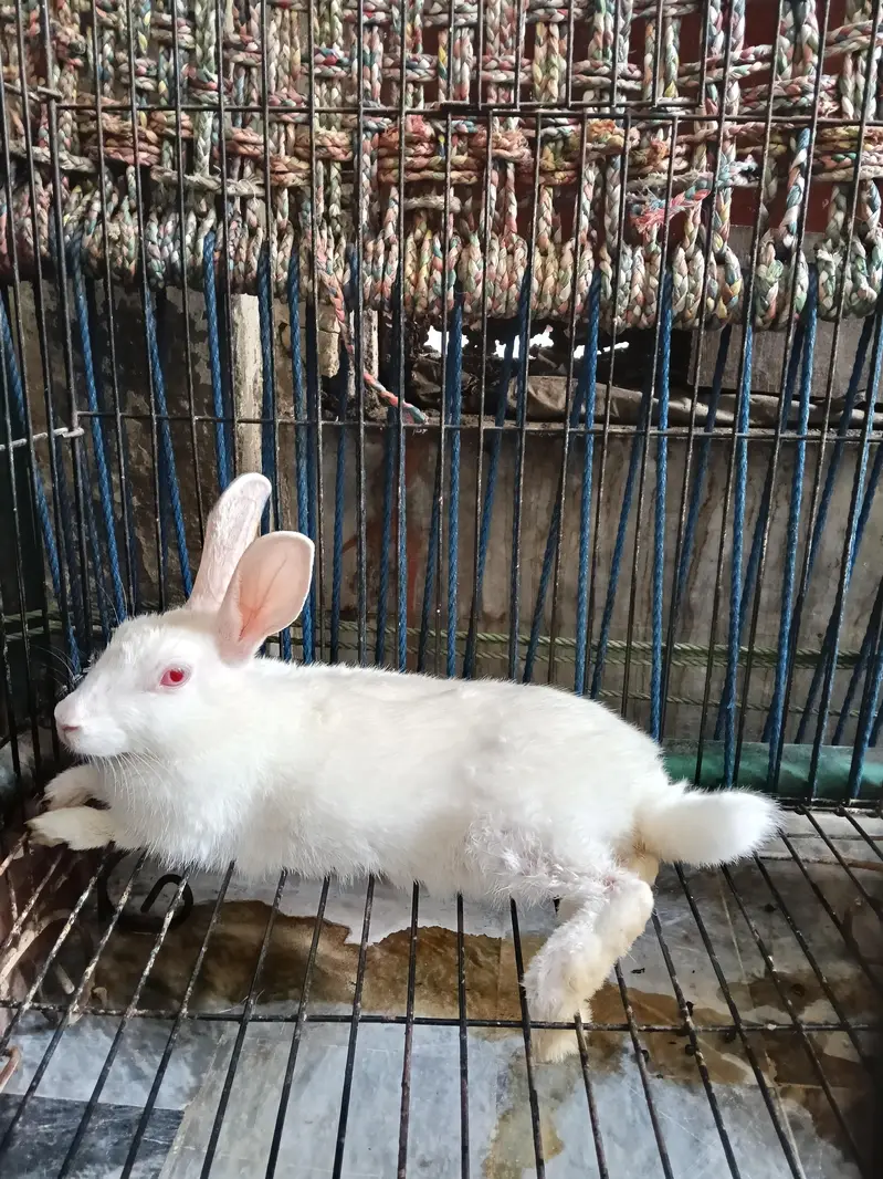 White Rabbit Female Red eye For sale
