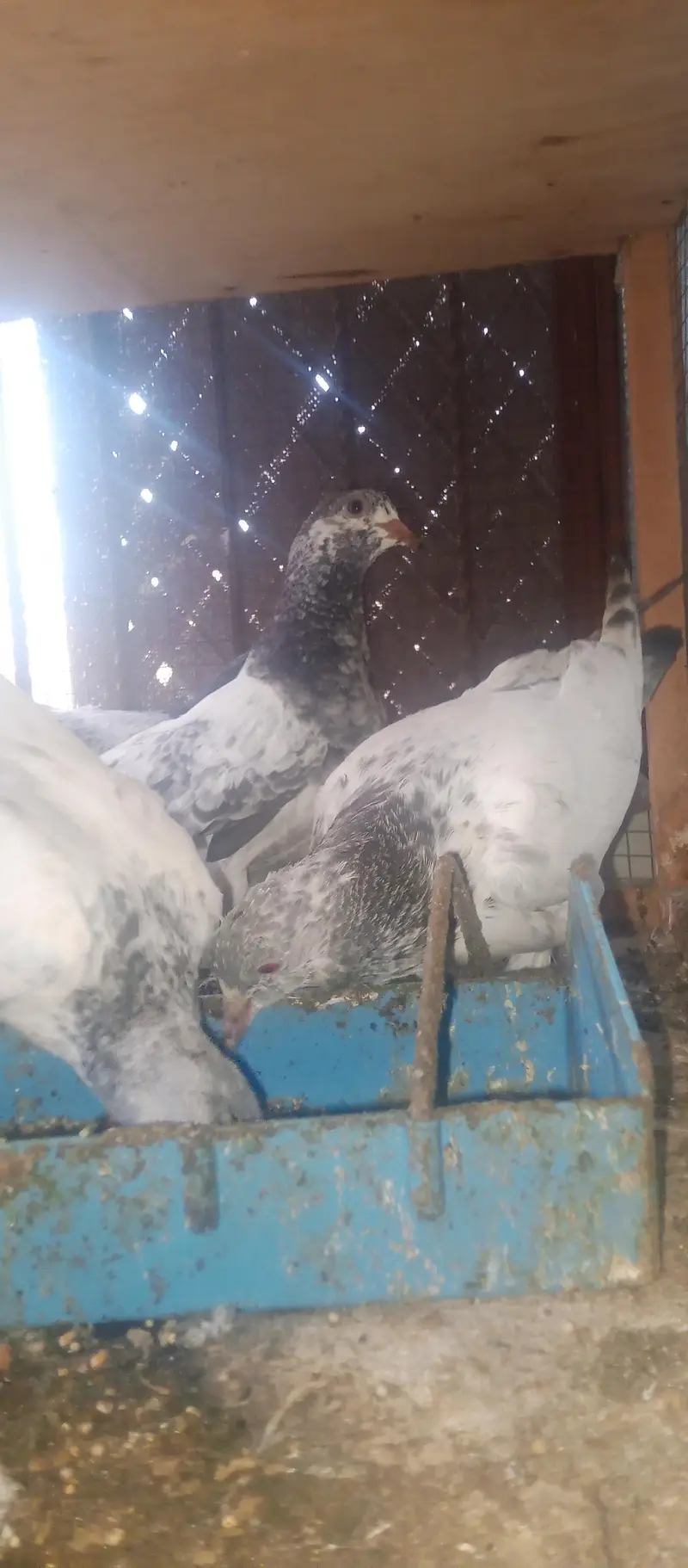 Teddy golden bteray bachay — photo 2
