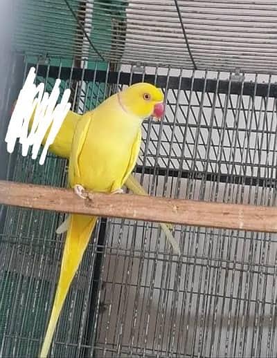 breedar quality birds