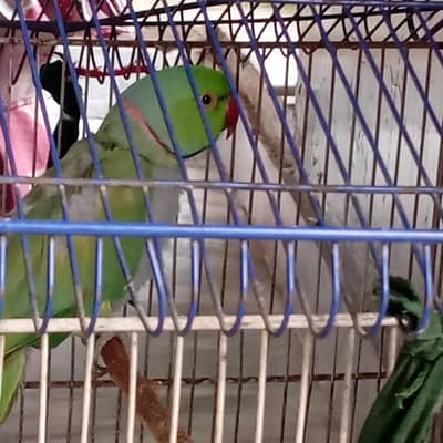 Raw parrot for sale