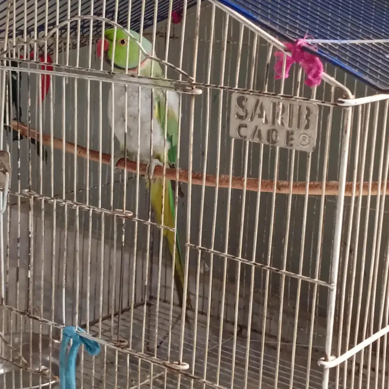 Raw parrot for sale — photo 2
