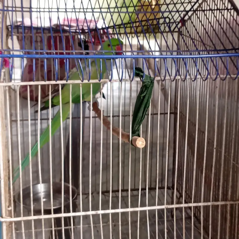 Raw parrot for sale — photo 3