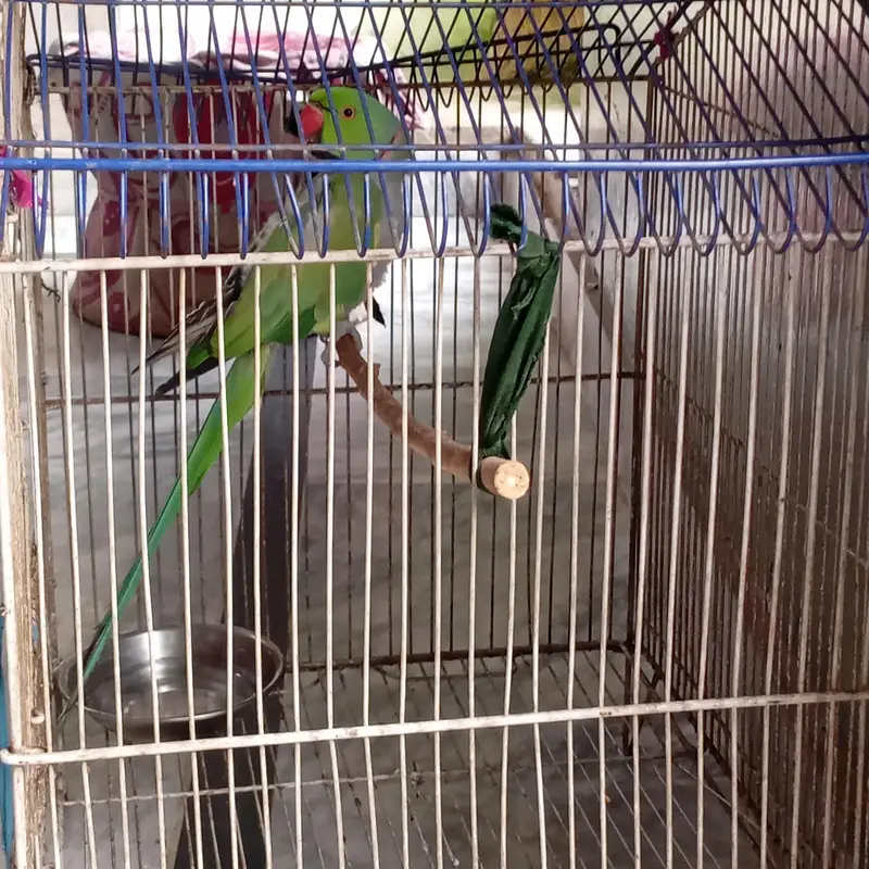 Raw parrot for sale — photo 4
