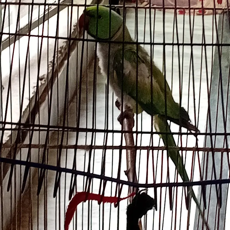 Raw parrot for sale — photo 5