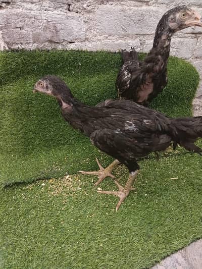 Parrot Beak Cross pair of 2 birds