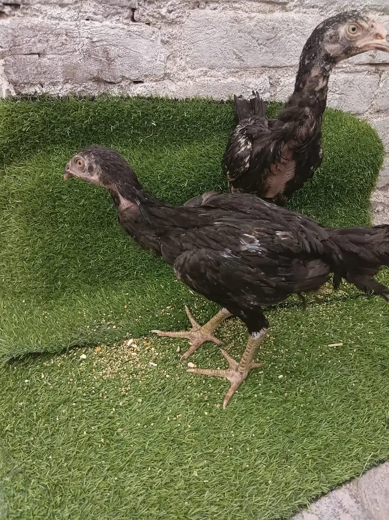 Parrot Beak Cross pair of 2 birds — photo 4