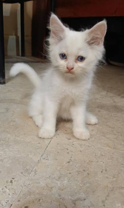Turkish angora pure breed