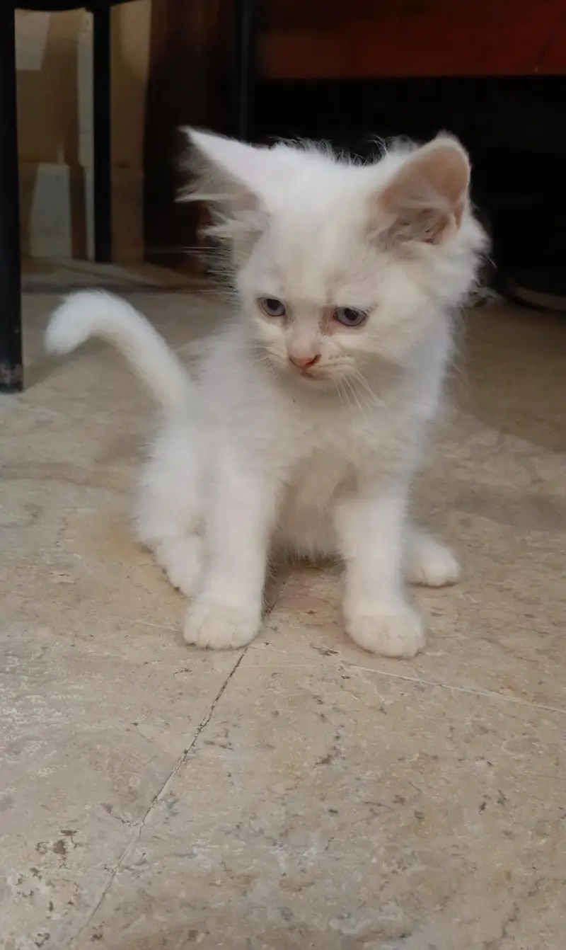 Persian pure breed — photo 2