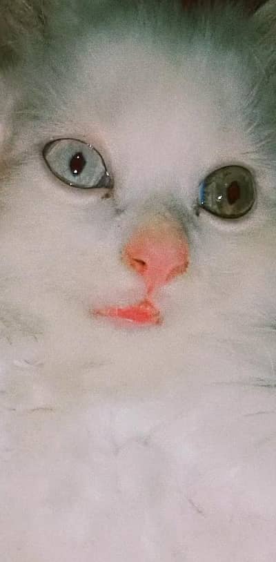White Persian Male Female Kittens