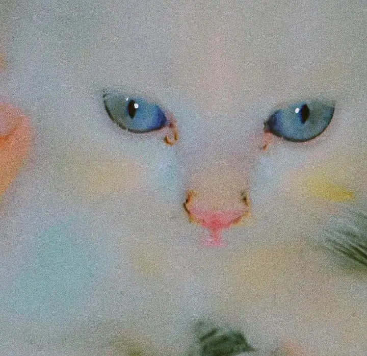 White Persian Male Female Kittens — photo 2