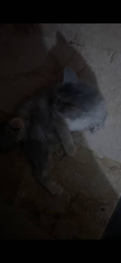 Persion cat