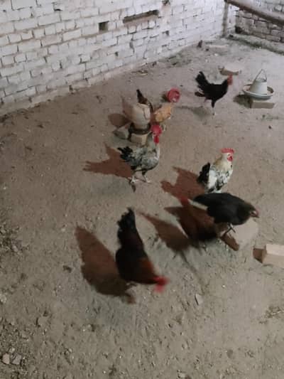 Golden Misri Hens & Roosters for Sale