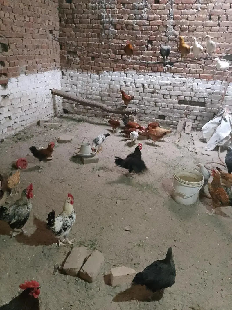 Golden Misri Hens & Roosters for Sale — photo 2