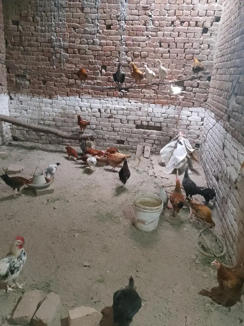 Golden Misri Hens & Roosters for Sale — photo 3