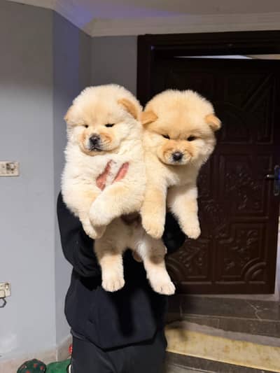 chow chow puppies available 