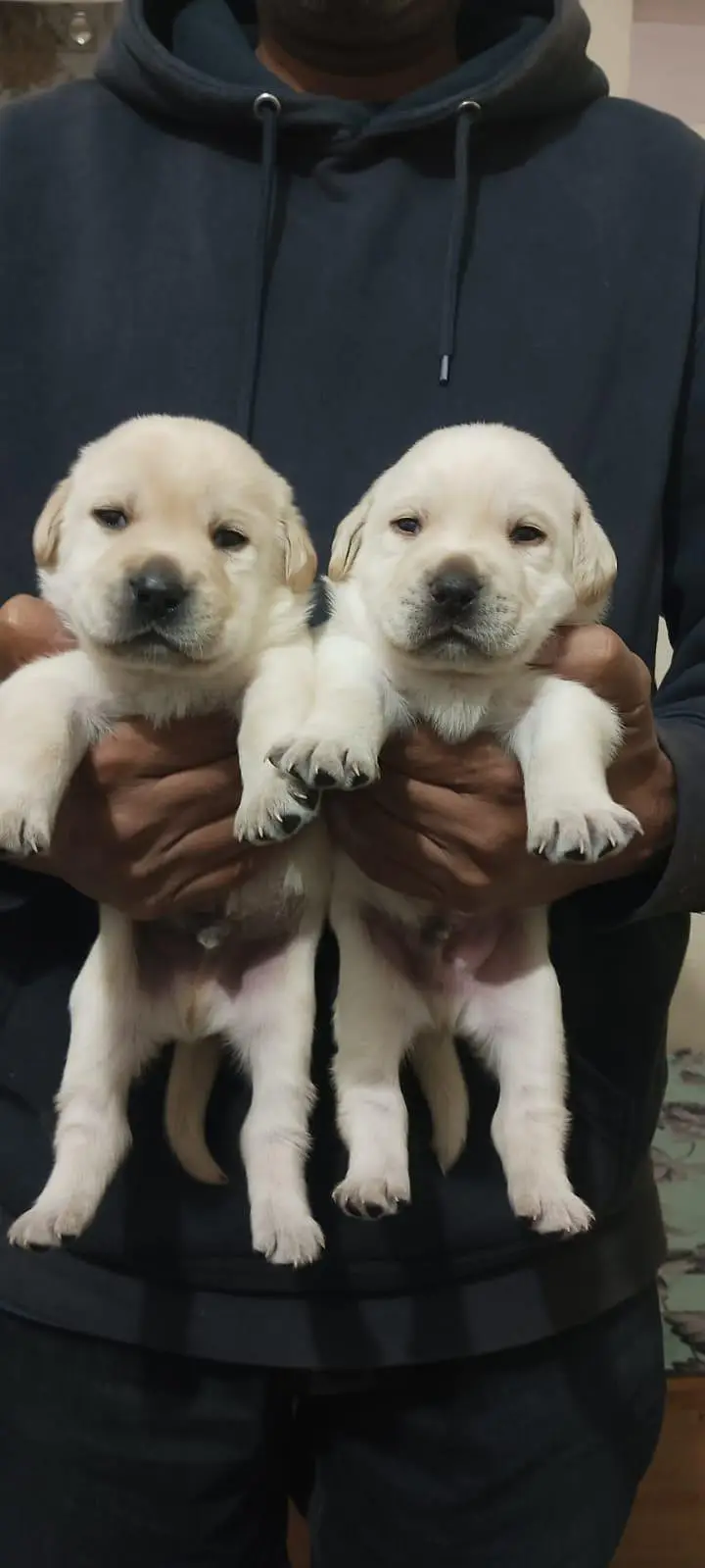 chow chow puppies available  — photo 2