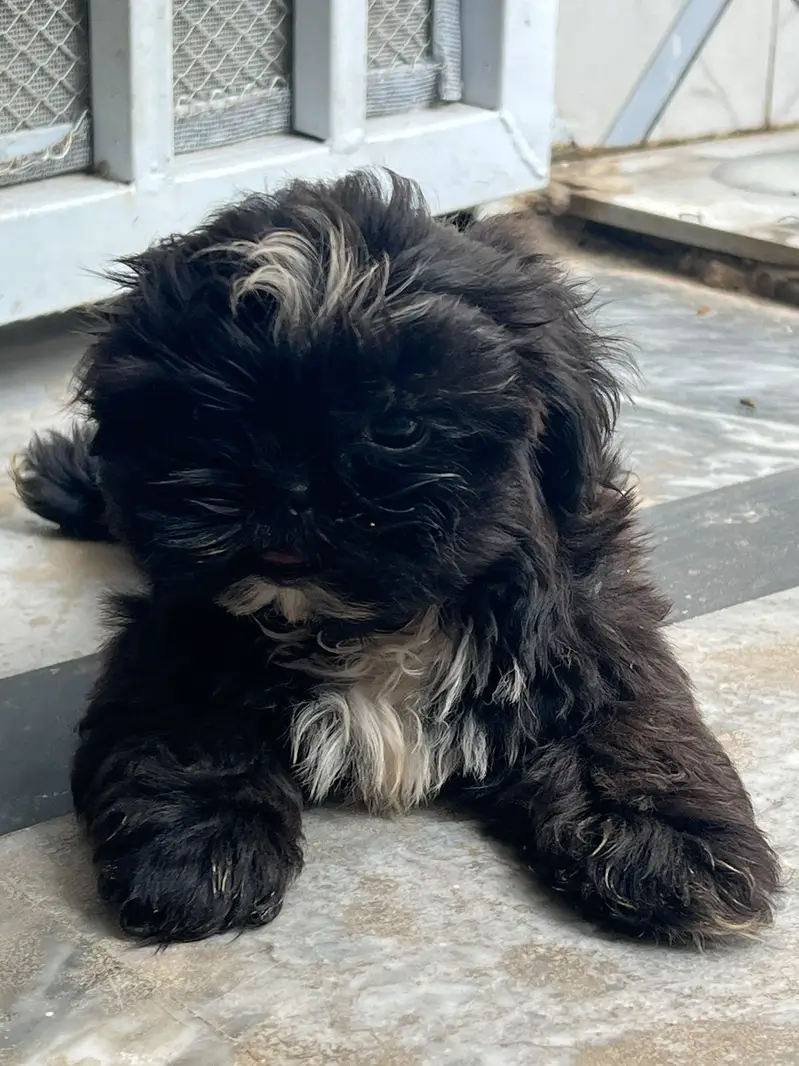 chow chow puppies available  — photo 3