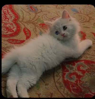 persian cat for sale