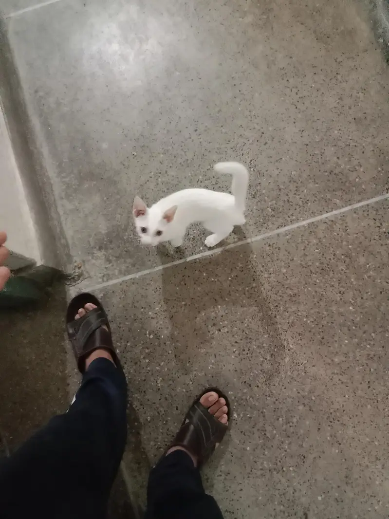 birman cat — photo 3