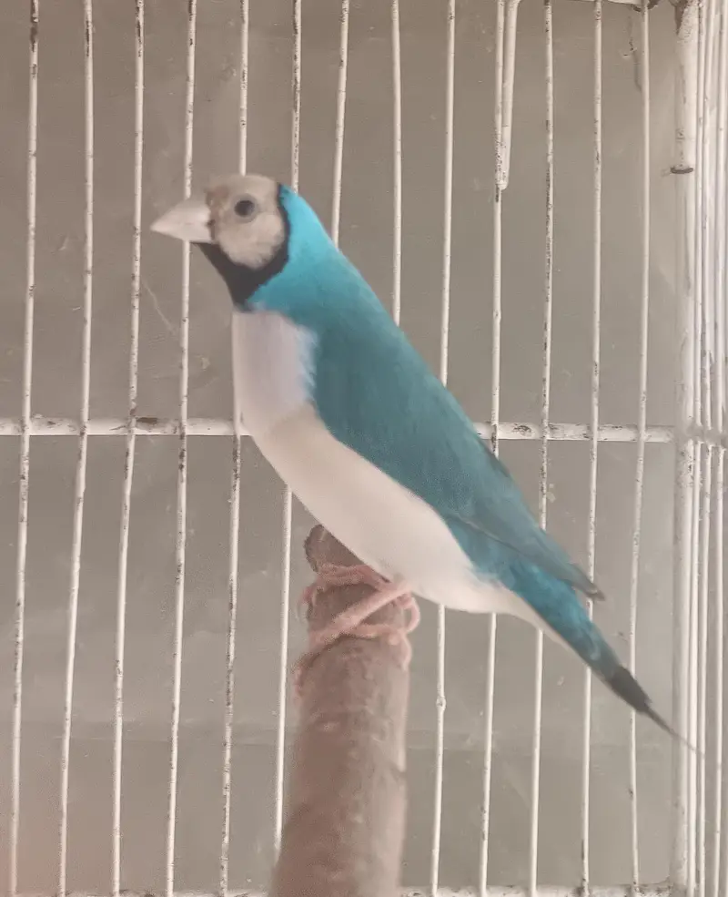 Lady Gouldian Finches (EHF Birds)