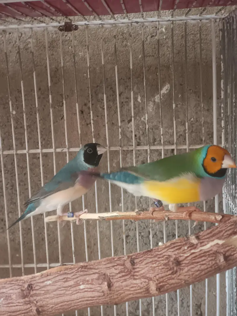 Lady Gouldian Finches (EHF Birds) — photo 2