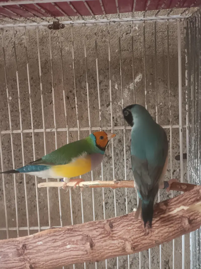 Lady Gouldian Finches (EHF Birds) — photo 3