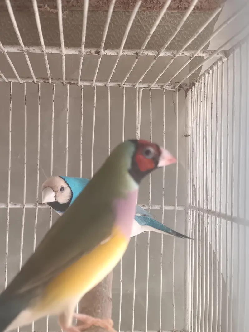 Lady Gouldian Finches (EHF Birds) — photo 4