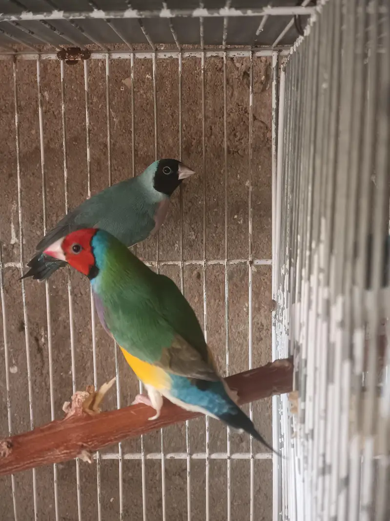 Lady Gouldian Finches (EHF Birds) — photo 5