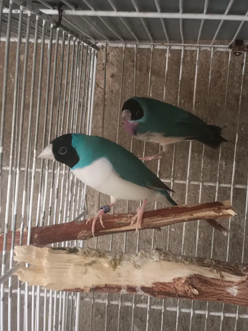 Lady Gouldian Finches (EHF Birds) — photo 6