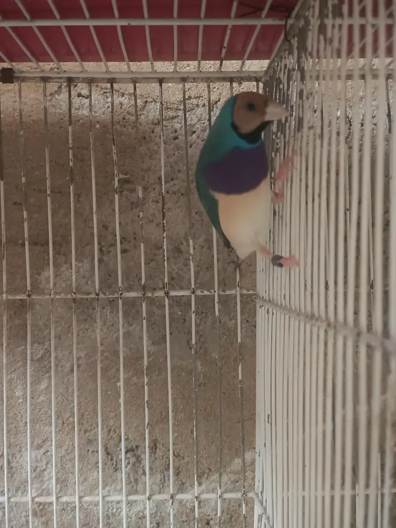 Lady Gouldian Finches (EHF Birds) — photo 7