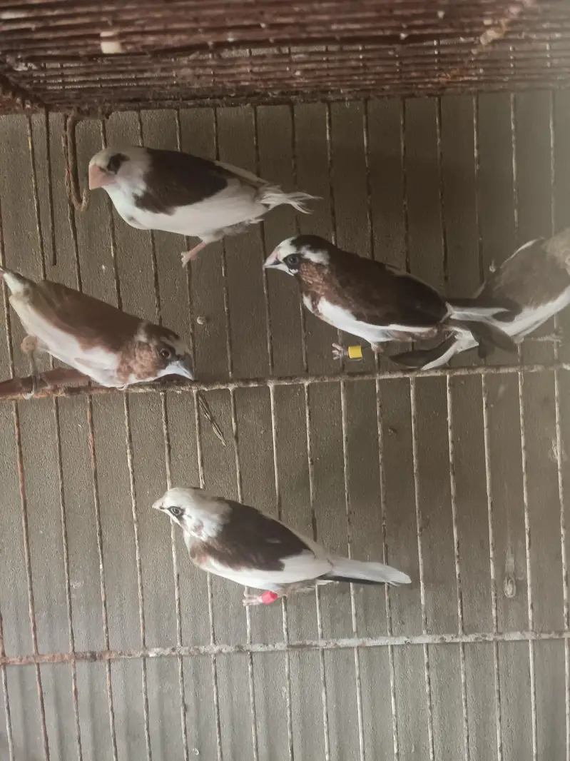 Lady Gouldian Finches (EHF Birds) — photo 8