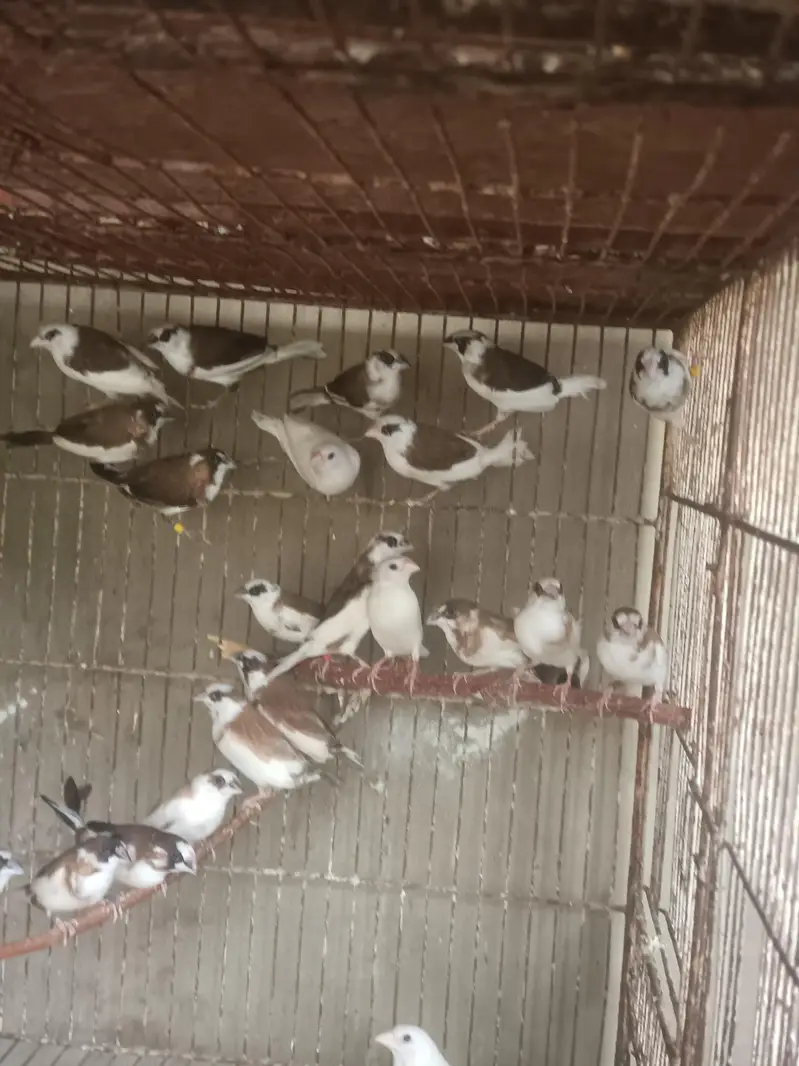 Lady Gouldian Finches (EHF Birds) — photo 9