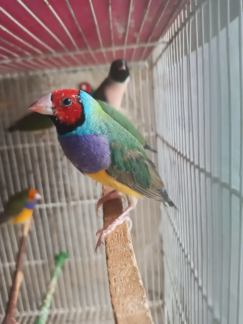 Lady Gouldian Finches (EHF Birds) — photo 10