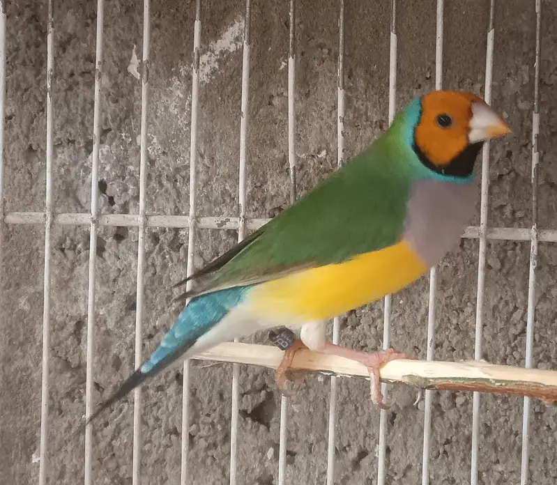 Lady Gouldian Finches (EHF Birds) — photo 11