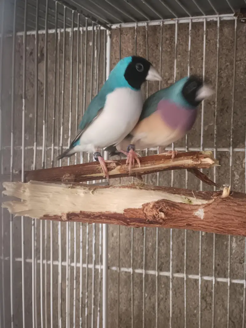 Lady Gouldian Finches (EHF Birds) — photo 12