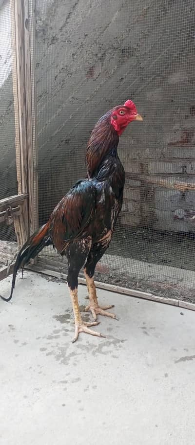 Aseel high quality male Available
