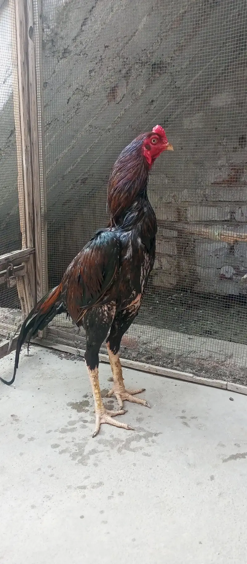 Aseel high quality male Available — photo 2