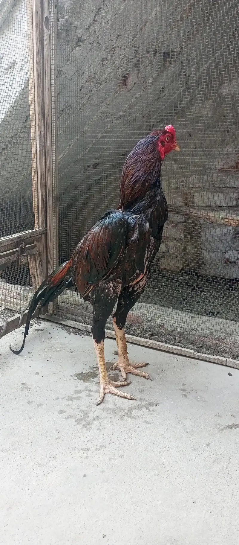 Aseel high quality male Available — photo 3