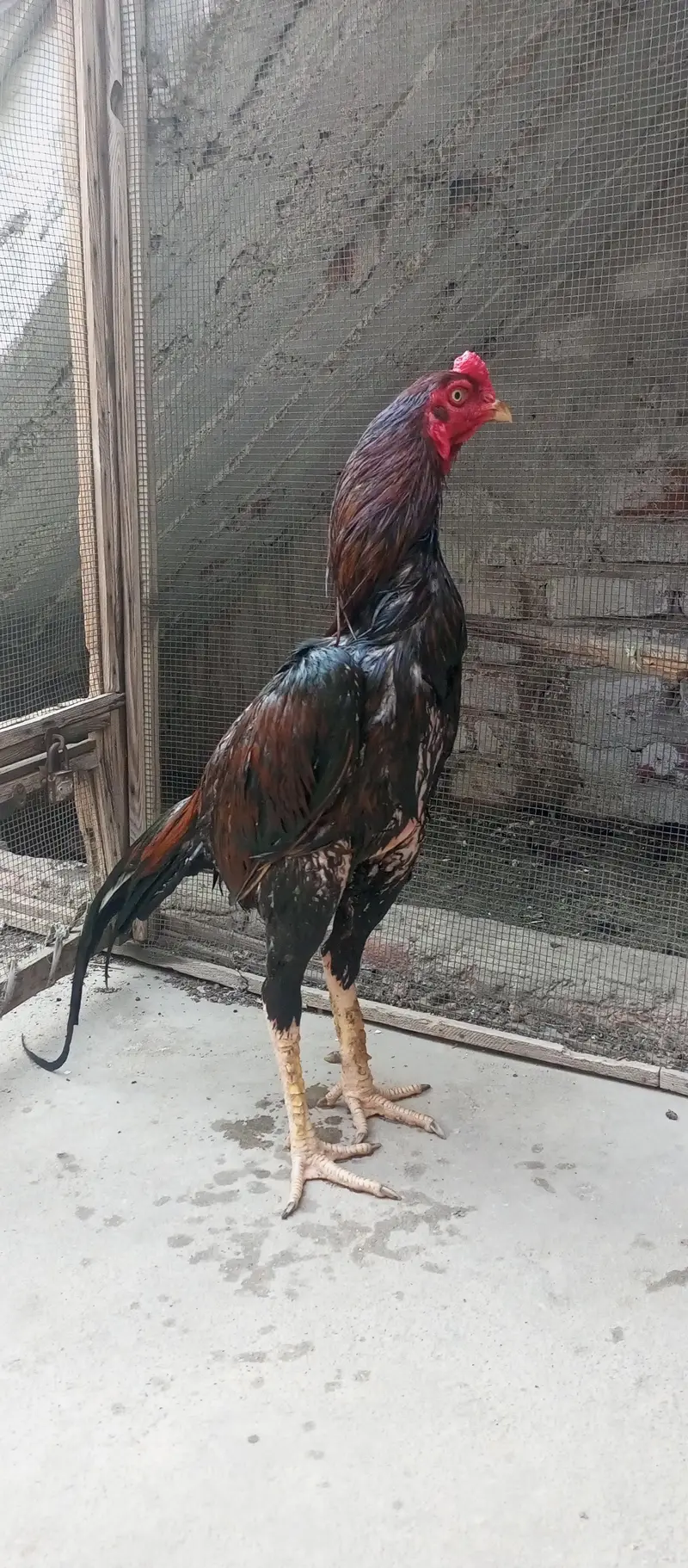 Aseel high quality male Available — photo 4