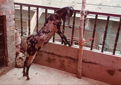 Goat | Betal Bakri | Bakra | Nagri female | Shera Bakra | Breeder