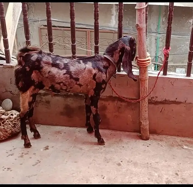 Goat | Betal Bakri | Bakra | Nagri female | Shera Bakra | Breeder — photo 2