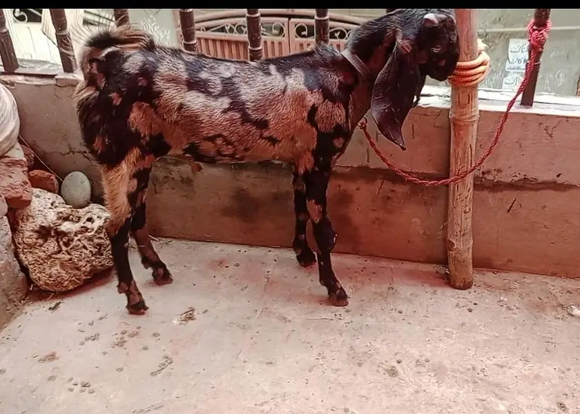 Goat | Betal Bakri | Bakra | Nagri female | Shera Bakra | Breeder — photo 3
