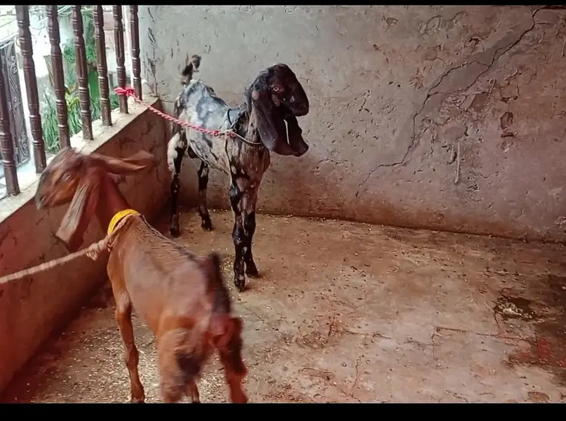 Goat | Betal Bakri | Bakra | Nagri female | Shera Bakra | Breeder — photo 4