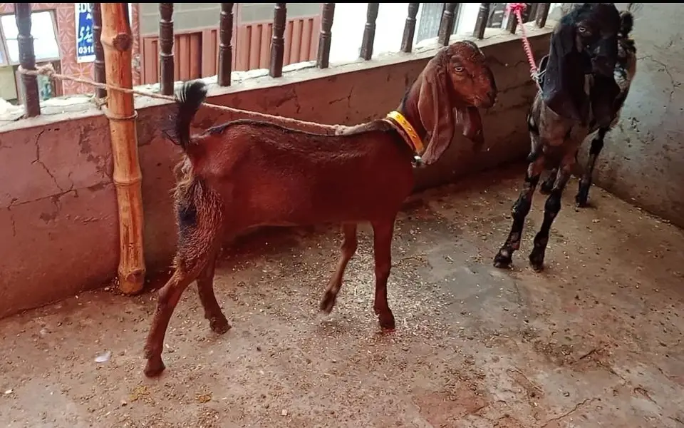 Goat | Betal Bakri | Bakra | Nagri female | Shera Bakra | Breeder — photo 5