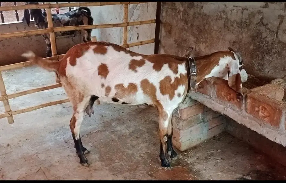 Goat | Betal Bakri | Bakra | Nagri female | Shera Bakra | Breeder — photo 7