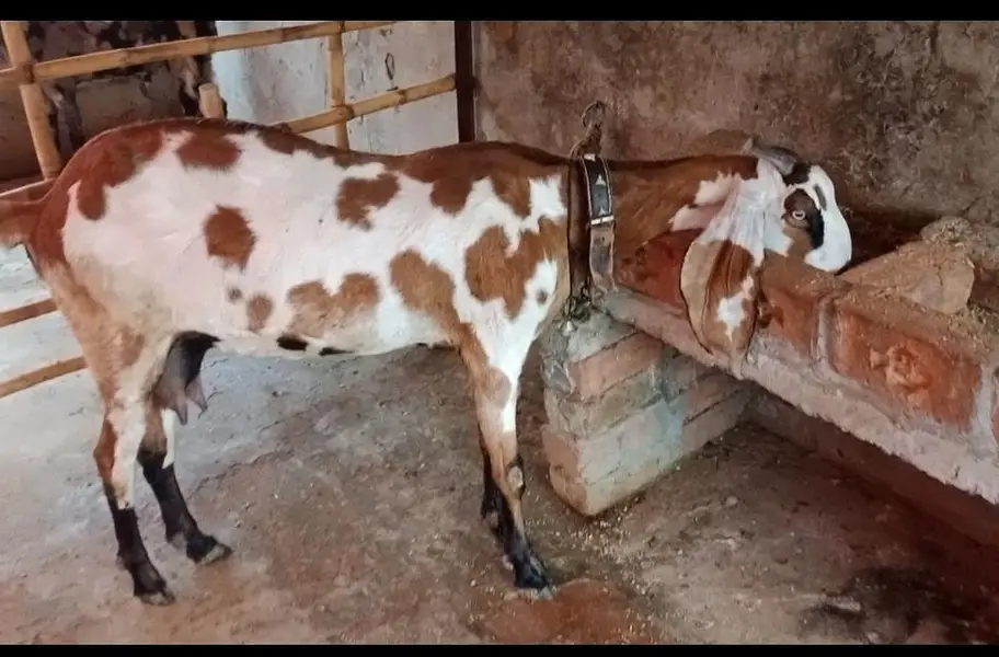 Goat | Betal Bakri | Bakra | Nagri female | Shera Bakra | Breeder — photo 8