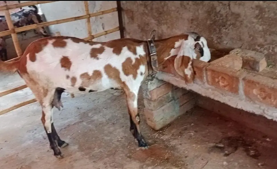 Goat | Betal Bakri | Bakra | Nagri female | Shera Bakra | Breeder — photo 9