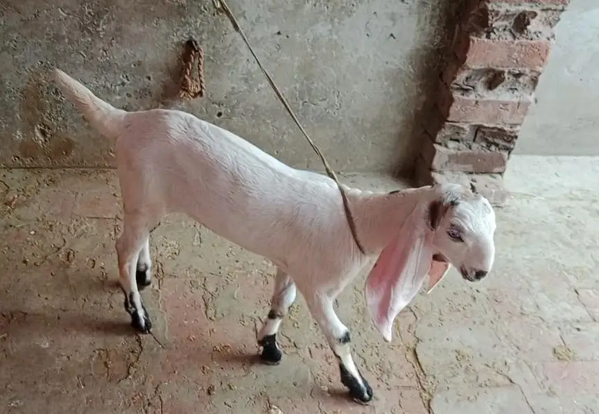 Goat | Betal Bakri | Bakra | Nagri female | Shera Bakra | Breeder — photo 10