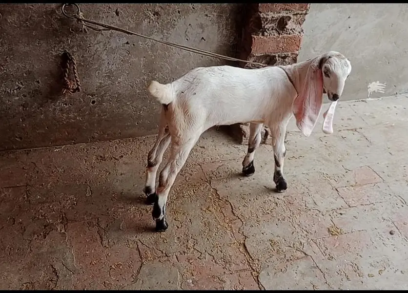 Goat | Betal Bakri | Bakra | Nagri female | Shera Bakra | Breeder — photo 11