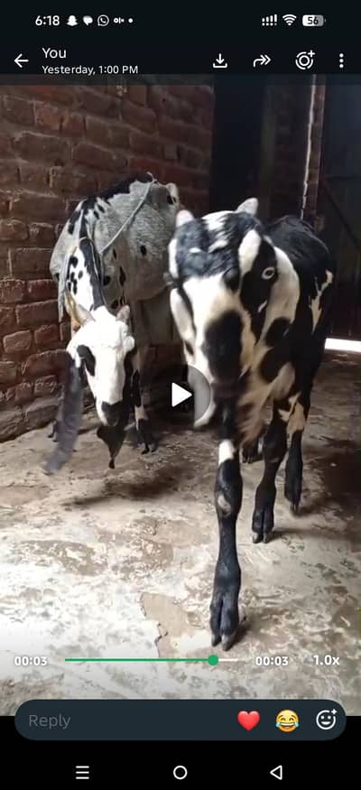 pure black dabba beetal Bakra aur bakri amritsari|goat